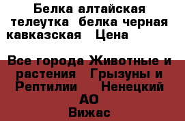 Белка алтайская телеутка, белка черная кавказская › Цена ­ 5 000 - Все города Животные и растения » Грызуны и Рептилии   . Ненецкий АО,Вижас д.